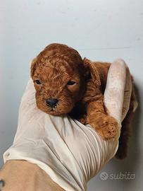 Cuccioli di Barboncini Toy