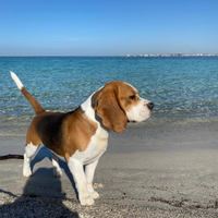Beagle con pedigree per monta