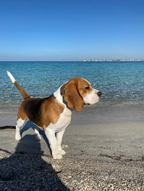 Beagle con pedigree per monta
