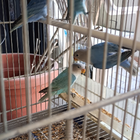 Cocorite e inseparabili a blocchi