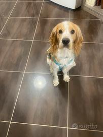 Springer cocker spaniel di 1 anno