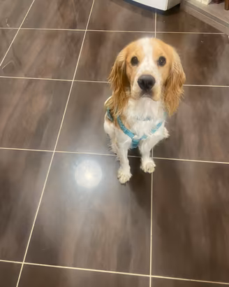 Springer cocker spaniel di 1 anno