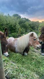 Pony