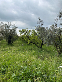 Terreno agricolo 4000 mq