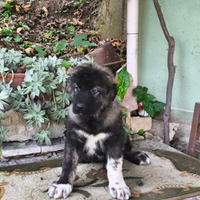 Pastore del Caucaso munito di pedigree ENCI