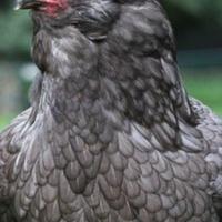 Galline araucana blu