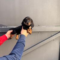 Cuccioli di bassotto nero focato