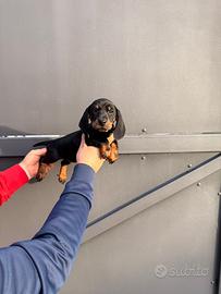Cuccioli di bassotto nero focato