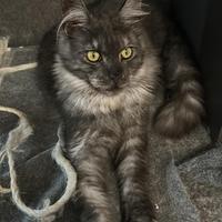 Femmina Maine Coon