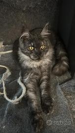 Femmina Maine Coon