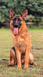 Cucciolone Pastore Tedesco con Pedigree