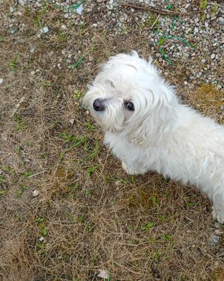 Maltese