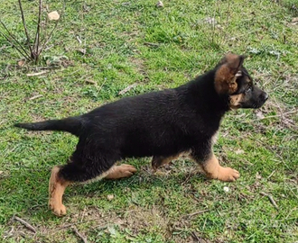 Cucciole pastore tedesco