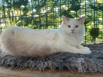 Cuccioli Maschi ragdoll 4 mesi lilac occhi azzurri