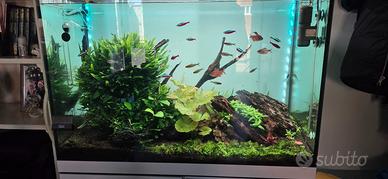 Acquario OASE +Chihiros  Completo di tutto avviato