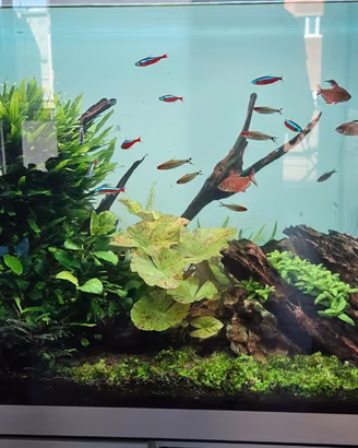 Acquario OASE +Chihiros  Completo di tutto avviato