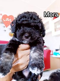 Maltipoo