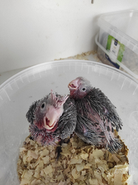 Cacatua e parrocchetti dal collare