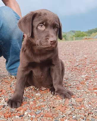 Labrador Cuccioli con pedigree