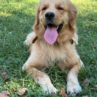 Golden Retriver Americano Per monta