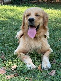 Golden Retriver Americano Per monta