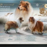 Cuccioli pastore scozzese a pelo lungo ( collie)