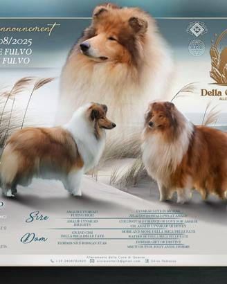 Cuccioli pastore scozzese a pelo lungo ( collie)