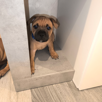 Maschietto Staffordshire Bull Terrier