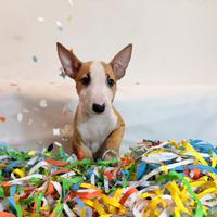 Bull terrier miniature