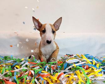 Bull terrier miniature