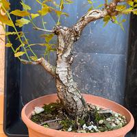 Pre bonsai quercia roverella
