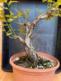 Pre bonsai quercia roverella