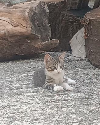 Adozione gratuita gattini