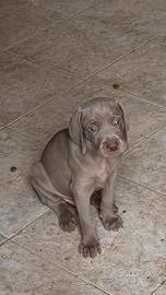 Cuccioli Weimaraner prezzo interessante