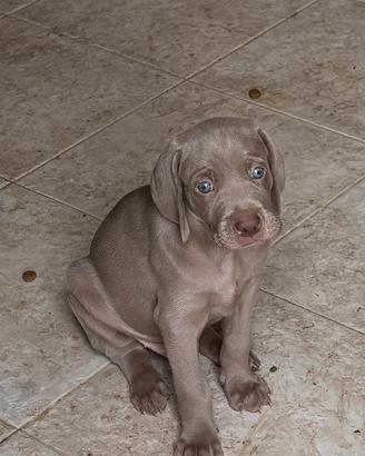 Cuccioli Weimaraner prezzo interessante