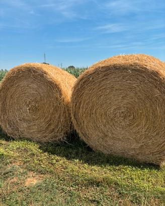 Balloni erba medica e Prato stabile