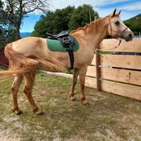 Meticcio appaloosa 14 anni