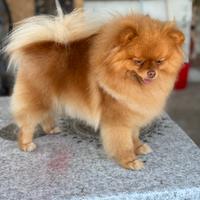 Spitz tedesco nano pomerania