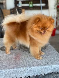 Spitz tedesco nano pomerania