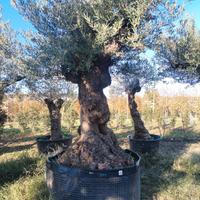 ulivo leccino 