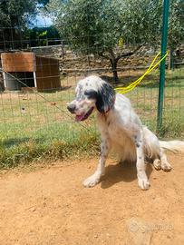 Setter inglese per monta