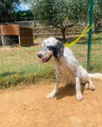 Setter inglese per monta