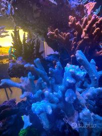 Talea di digitata azzurra