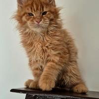 Cuccioli di maine coon