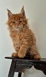 Cuccioli di maine coon