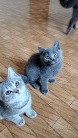 Gattini Scottish