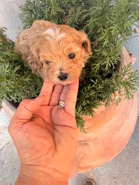 Maltipoo