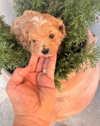 Maltipoo