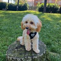 Barboncina Toy per accoppiamento