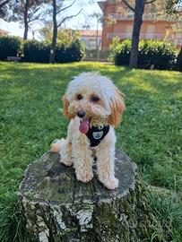 Barboncina Toy per accoppiamento